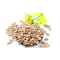 Light Specked Kidney beans long type scientific name of beans